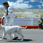 柴犬にコーギーも！愛すべき犬・わんこに思いっきり癒されるおすすめ映画15選